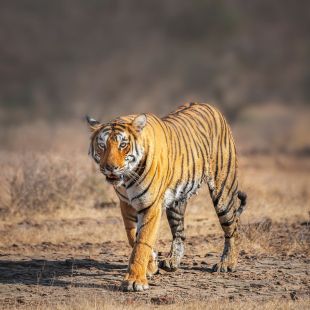 Jaipur Ranthambore Trip Day 3
