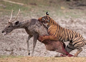 Top Things to Do in Rajasthan
